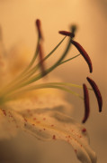 Jane Ann Butler art print