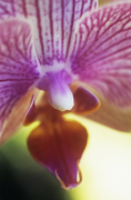 Grace Carlon art print