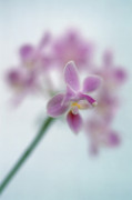 Jane Ann Butler art print