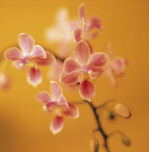 Jane Ann Butler art print