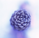 Pine Cone giclee art print