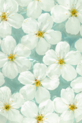 Sue Kennedy art print