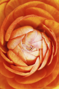 Jane R. Wood art print