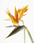 Carol Sharp art print
