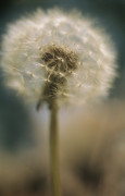 Grace Carlon art print