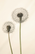 Sibylle Pietrek art print