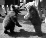 2 bear cubs standing giclee art print