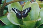 A 'Clipper' butterfly giclee art print