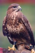 A buzzard giclee art print