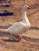 A domestic goose giclee art print