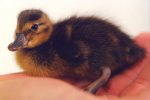 A young duckling giclee art print