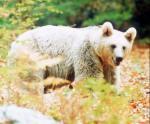 Bear Mary, 1998 giclee art print