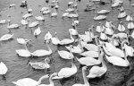 Berwick swans giclee art print