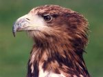 Bird of prey giclee art print