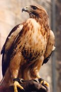 Bird of prey giclee art print