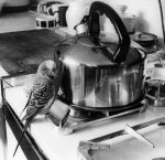 Budgie in the kitchen giclee art print