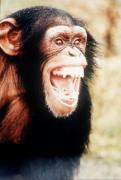 Chimpanzee giclee art print