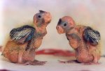 Cockateal chicks giclee art print