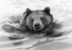 Cooling off, Hercules the Bear giclee art print