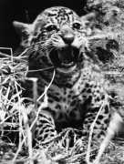 Corona (Jaguar cub) born at London Zoo giclee art print