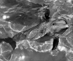 Dolphins, 1964 giclee art print