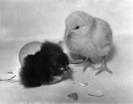 Easter chicks, 1954 giclee art print