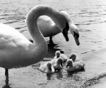 Family of swans giclee art print