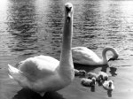 Family of swans giclee art print