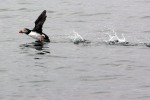 Farne Islands, Puffins giclee art print