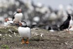 Farne Islands, Puffins giclee art print
