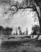 Highland steers roaming the fields giclee art print