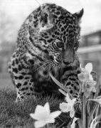 Jasmin the Jaguar cub giclee art print