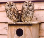 Juvenile owls giclee art print