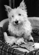 Kelly the Highland Terrier giclee art print