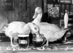 Mild and Bitter giclee art print