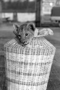 Mustapha the lion cub giclee art print