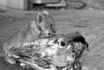 Mustapha the lion cub giclee art print