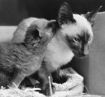Oscar the cat looking after a fox cub giclee art print