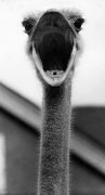 Ostrich, 1979 giclee art print