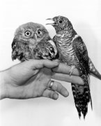 Owl with Calamity the cuckoo giclee art print
