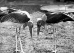 Pair of Cranes, 1964 giclee art print