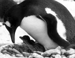 Penguin protects her brood giclee art print