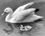 Proud swan shows off her single cygnet giclee art print