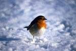 Robin in snow, 1979 giclee art print