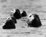 Seals swimming off the British coast giclee art print