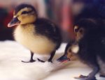 Some young ducklings giclee art print