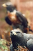 South African Jackal Buzzard giclee art print