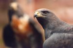 South African Jackal Buzzard giclee art print