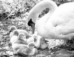 Swan and cygnets, 1982 giclee art print