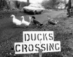 These ducks have their own road sign giclee art print